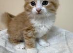 Ragdoll mix - Ragdoll Kitten For Sale - Gurnee&comma; IL&comma; US
