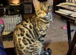 Awesome Bengal Boy - Bengal Kitten For Sale - Quakertown&comma; PA&comma; US