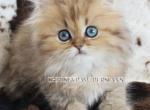 Kittens due - Persian Kitten For Sale - Wentzville&comma; MO&comma; US