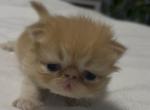 Cfa extreme red tabby male - Persian Kitten For Sale - Woodburn&comma; IN&comma; US