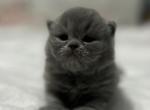 Cfa blue Female persian kitten - Persian Kitten For Sale - 