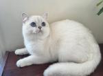 Sky British Shorthair blue eyed boy - British Shorthair Kitten For Sale - NY&comma; US