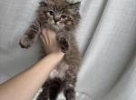 TICA Mink Ragdoll kittens - Ragdoll Kitten For Sale - 
