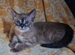 Blizzard - Bengal Kitten For Sale - Front Royal&comma; VA&comma; US