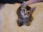 Ruddy Male - Abyssinian Kitten For Sale - San Antonio&comma; TX&comma; US