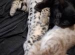 Banchee - Bengal Kitten For Sale - Front Royal&comma; VA&comma; US