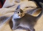 Blue Female 1 - Abyssinian Kitten For Sale - San Antonio&comma; TX&comma; US