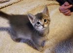 Blue Female 2 - Abyssinian Kitten For Sale - San Antonio&comma; TX&comma; US