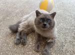 Cotton - Siamese Cat For Adoption - Harker Heights&comma; TX&comma; US