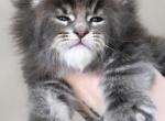 Fern - Maine Coon Kitten For Sale - 