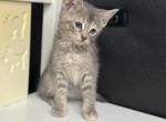 Sweet girl domestic - Domestic Kitten For Adoption - 
