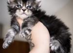 Midnight - Maine Coon Kitten For Sale - York&comma; NE&comma; US