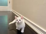 Marshmallow - British Shorthair Kitten For Sale - 