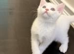 Marshmallow - British Shorthair Kitten For Sale - 