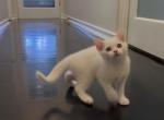 Marshmallow - British Shorthair Kitten For Sale - 