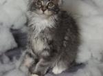 Grayce - Maine Coon Kitten For Sale - 