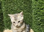 Cleo Litter - Bengal Kitten For Sale - Norco&comma; CA&comma; US