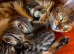 Martini & Thor - Bengal Kitten For Sale - Noblesville&comma; IN&comma; US