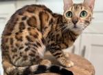 Sassy & Magic Mike - Bengal Kitten For Sale - Noblesville&comma; IN&comma; US