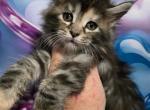 Angel The Lilo & Stitch Litter - Maine Coon Kitten For Sale - Kingman&comma; AZ&comma; US