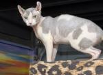 Gibson - Sphynx Cat For Sale - Johnson City&comma; TN&comma; US
