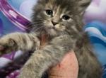 Lilo The Lilo & Stitch Litter - Maine Coon Kitten For Sale - Kingman&comma; AZ&comma; US