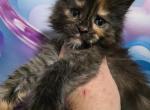 Nani The Lilo & Stitch Litter - Maine Coon Kitten For Sale - Kingman&comma; AZ&comma; US