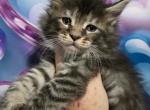 David The Lilo & Stitch Litter - Maine Coon Kitten For Sale - 