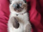 Cinnamon babies - Siamese Kitten For Sale - Merrill&comma; WI&comma; US
