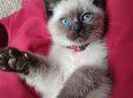 Cinnamon & George's babies - Siamese Kitten For Sale - Merrill&comma; WI&comma; US