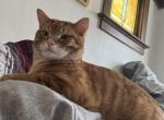 Mish mish and asad - Domestic Cat For Adoption - Milwaukee&comma; WI&comma; US