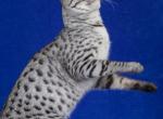 Princess and Jasper - Savannah Kitten For Sale - Noblesville&comma; IN&comma; US