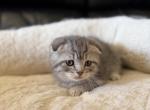 Orion - Scottish Fold Kitten For Sale - Citrus Hts&comma; CA&comma; US