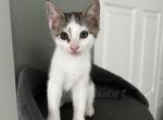 Junior - Domestic Kitten For Sale - Ocala&comma; FL&comma; US