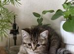 Tea - Scottish Straight Kitten For Sale - 