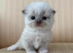 Scottish Fold Color Point Male - Scottish Fold Kitten For Sale - Orlando&comma; FL&comma; US