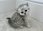 British Shorthair Silver Tabby Female - Brazilian Shorthair Kitten For Sale - Orlando&comma; FL&comma; US