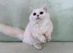 Munchkin White Male - Munchkin Kitten For Sale - Orlando&comma; FL&comma; US