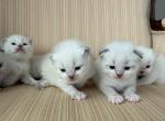 British Shorthair Color Point - British Shorthair Kitten For Sale - Orlando&comma; FL&comma; US