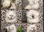 Ragdoll Siberian - Ragdoll Kitten For Sale - Eagan&comma; MN&comma; US