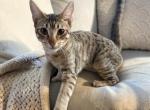 YSL Savannah F5 Female - Savannah Kitten For Sale/Service - 