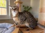 Bebe F5 Savannah Female - Savannah Kitten For Sale/Service - 