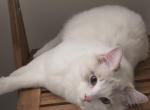 Meko - Ragdoll Kitten For Sale - Boynton Beach&comma; FL&comma; US