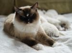 Echo's litter - Ragdoll Kitten For Sale - 