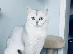 Sonya - Scottish Straight Cat For Sale - 
