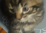 Kitty - Egyptian Mau Kitten For Sale - 