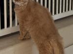 Ginger Selkirk Rex - Selkirk Rex Kitten For Sale - 