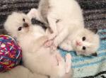 TICA Ragdoll Kittens - Ragdoll Kitten For Sale - 