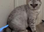 Silver Gray Selkirk Rex kitten - Selkirk Rex Kitten For Sale - 