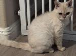 Cream Colored Selkirk Rex Short Haired - Selkirk Rex Kitten For Sale - Rancho Cucamonga&comma; CA&comma; US
